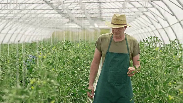 农场雇员检查温室里的番茄视频素材