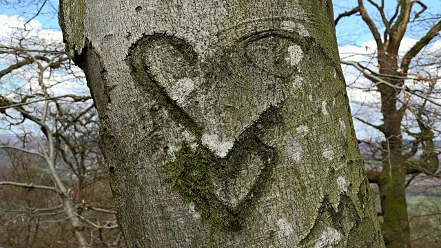 心雕在树干上视频素材