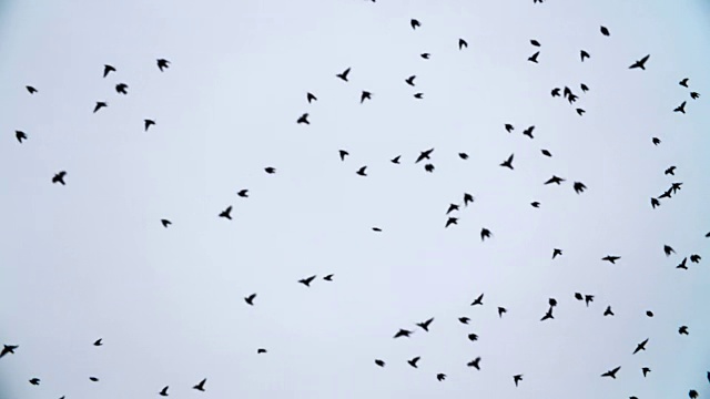 一群鹤和小鸟迁徙的慢镜头视频素材