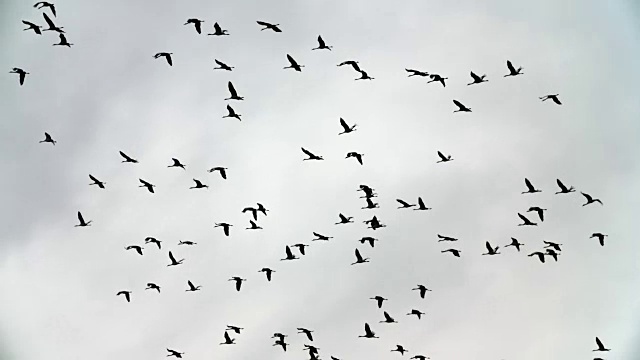 迁徙的鹤鸟和小鸟的慢动作视频素材