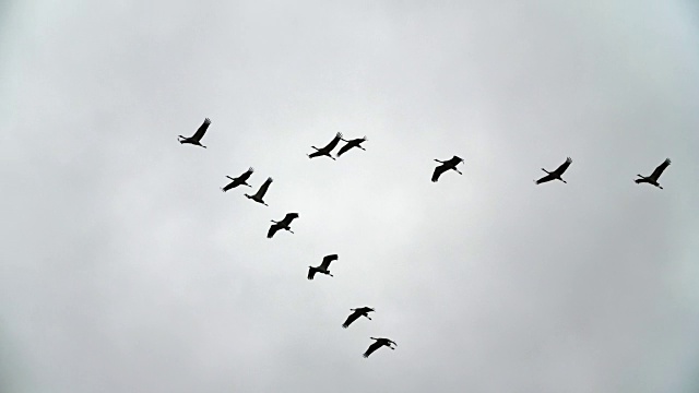 一群鹤以V字队形飞行-慢镜头视频素材