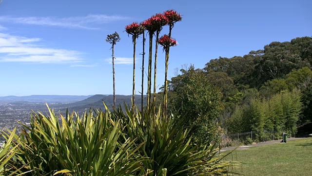 澳洲火焰百合或gymea百合茎在景观视频下载