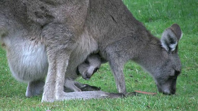 澳洲格兰扁袋鼠和小袋鼠视频下载