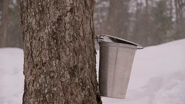 在冬天收集枫糖浆的树液的桶视频下载