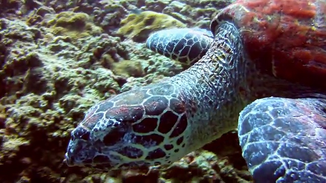 水下野生玳瑁海龟(Eretmochelys覆瓦状)吃珊瑚的图像。被列为极度濒危物种(在不久的将来面临在野外灭绝的极高风险)。这些动物极其稀有。视频素材