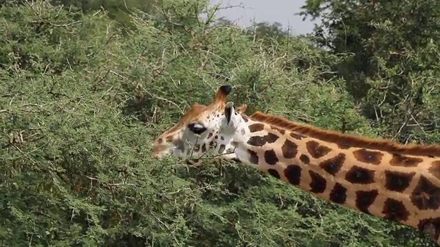 罗斯柴尔德的长颈鹿 CU 1视频下载
