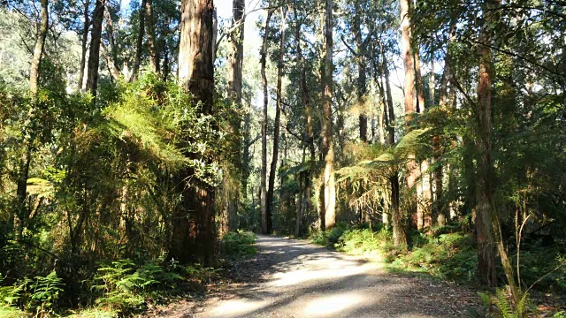 澳大利亚亚拉山脉桉林路视频下载