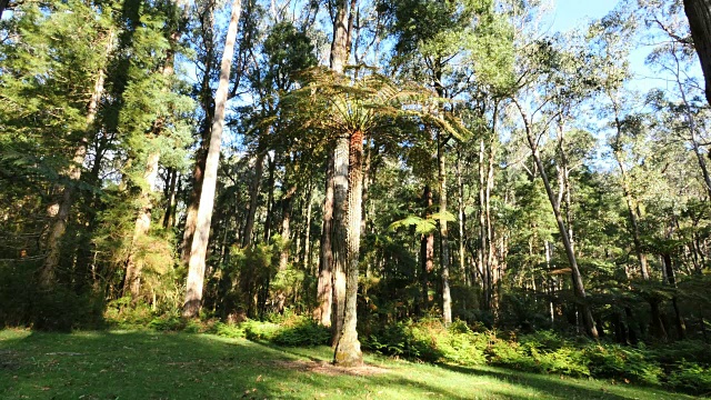 澳大利亚亚拉山脉桉树森林景观视频下载
