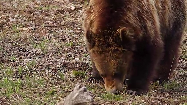 这是一只灰熊(Ursus arctos horribilis)的鼻子，四个爪子都长着爪子视频下载