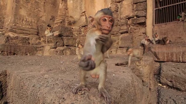 泰国华府里泰国寺庙里的小猴子视频素材