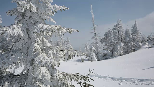 穿着雪鞋在冬季森林景观中行走的人视频素材