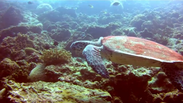 水下野生玳瑁海龟(Eretmochelys覆瓦状)游泳的图像。被列为极度濒危物种(在不久的将来面临在野外灭绝的极高风险)。这些动物极其稀有。视频素材