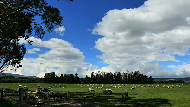 新西兰绵羊在云下视频素材