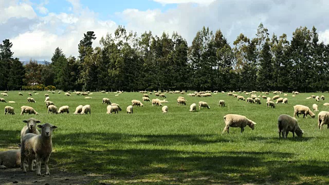 新西兰羊吃草视频下载