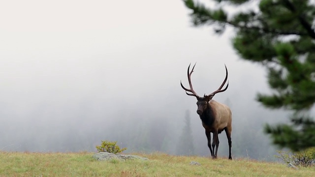 WS拍摄的大型公麋鹿(加拿大鹿)在黎明前的雾视频下载