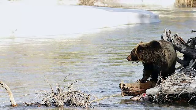 一只灰熊(Ursus arctos horribilis)在河边觅食视频下载