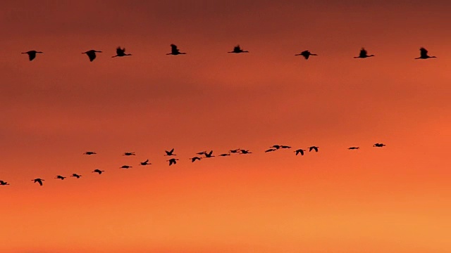 日出时，一群大沙丘鹤(Grus canadensis)在空中飞翔视频下载
