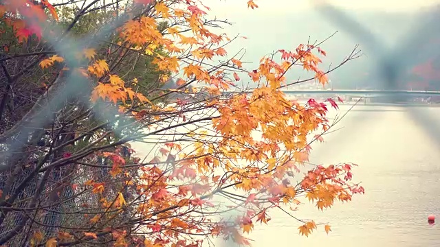秋天背景视频下载