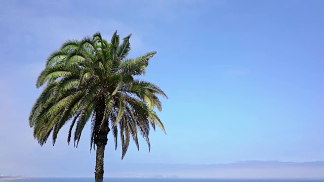 棕榈树对着蓝天的copyspace视频下载