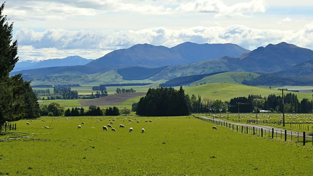 新西兰的风景是羊在吃草视频素材