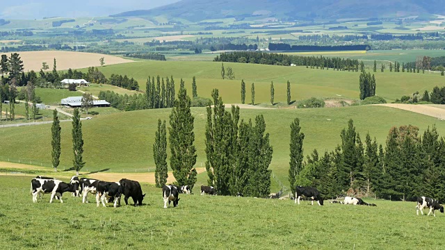 新西兰农村麦肯齐区牛视频素材