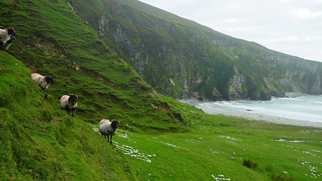 爱尔兰黑脸绵羊在海崖造型视频下载