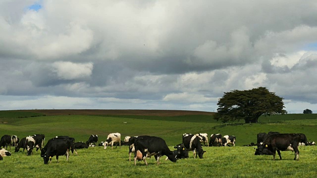 新西兰的牛在多云的天空下视频素材