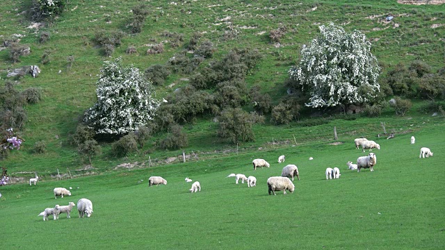 新西兰的羊和白花树视频素材