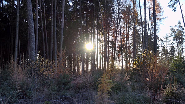 阳光透过树林。视频素材