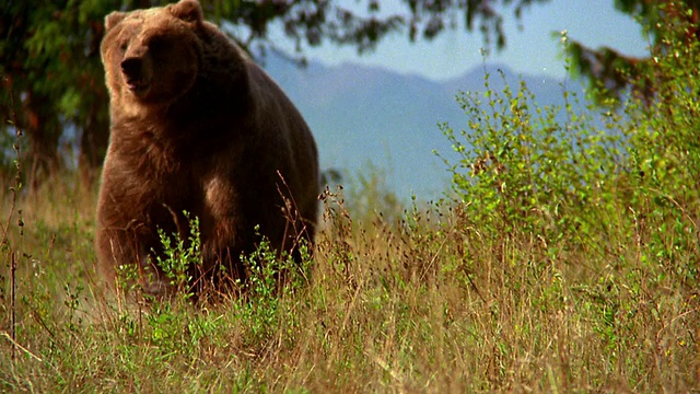 在草地上奔跑的灰熊朝着摄像机/奥林匹克半岛，华盛顿视频素材