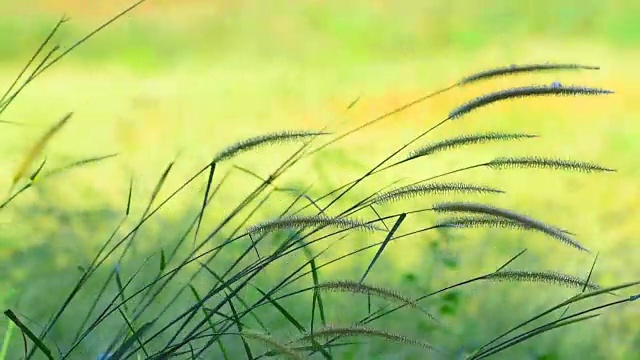 草地在风中摇曳。视频素材