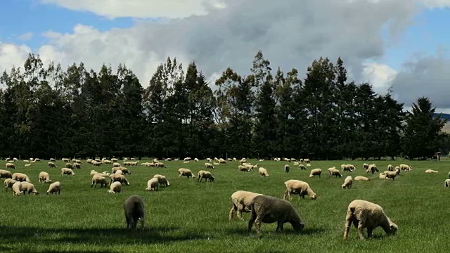 新西兰牧羊盘视频素材