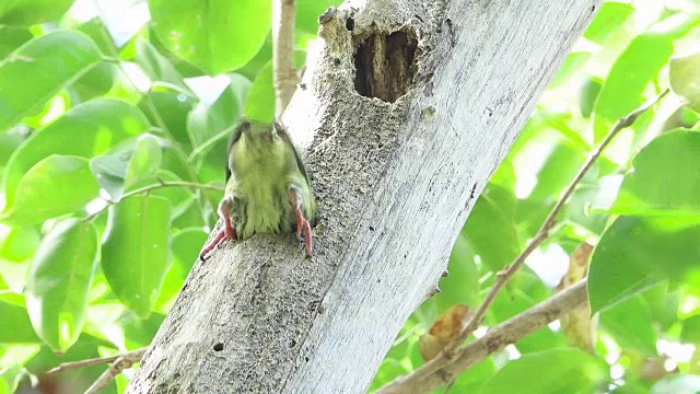 啄木鸟巢穴视频素材