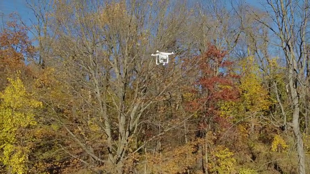 秋天，无人机在树上飞行视频素材