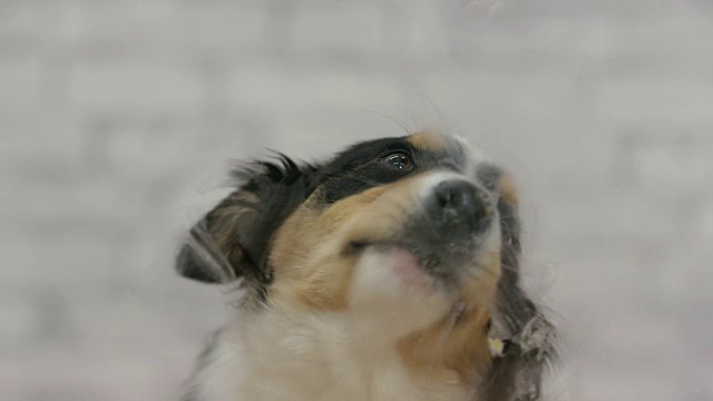 可爱的小狗舔玻璃视频素材