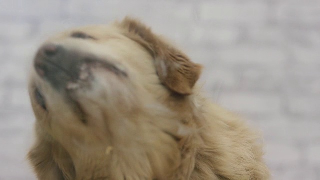 可爱的金毛猎犬视频下载