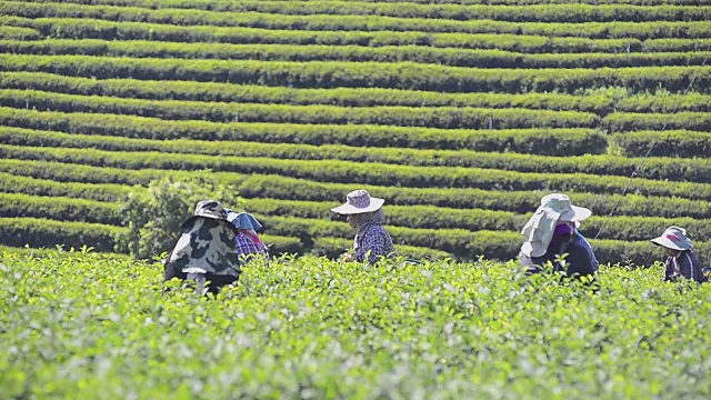 来自泰国的农民在茶园采集茶叶视频下载