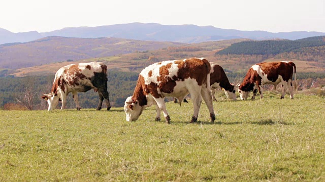 奶牛在高山上吃草视频购买
