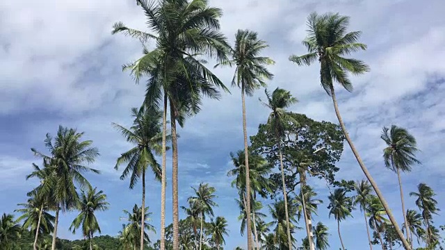 苏梅岛阳光下的椰子树视频下载
