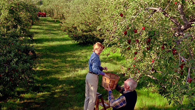 WS crane拍摄了一名在梯子上摘苹果的年长的妇女，她下面的年长的男子举着篮子视频下载