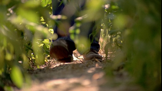 慢镜头特写农民的靴子走向摄像机在玉米田/壳牌岩，爱荷华州视频素材