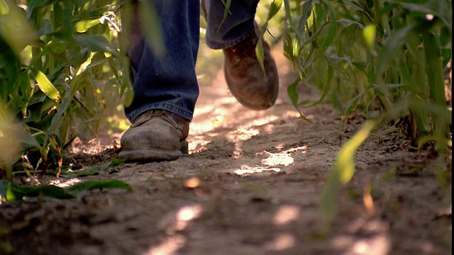慢镜头近锅农民的靴子走向摄像机在玉米田/壳牌岩，爱荷华州视频素材
