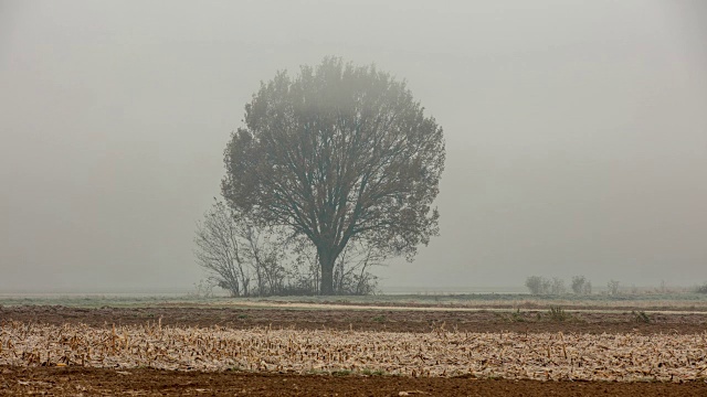 T/L 8K拍摄的一棵树在雾视频素材