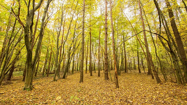 T/L 8K在秋天的森林里抓拍日出视频素材