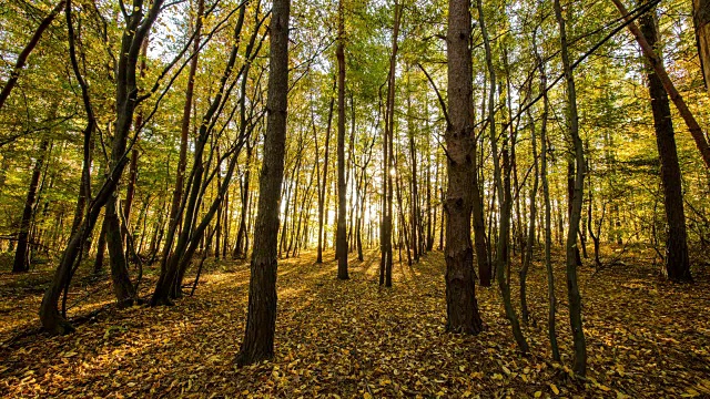 T/L 8K拍摄的一个秋天的森林在日出视频素材