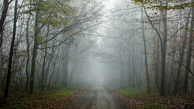 T/L 8K镜头的道路通过一个雾蒙蒙的森林视频素材