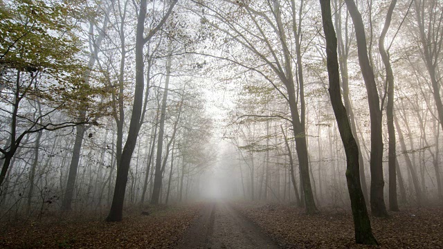 T/L 8K拍摄的一个步道通过雾蒙蒙的森林视频素材