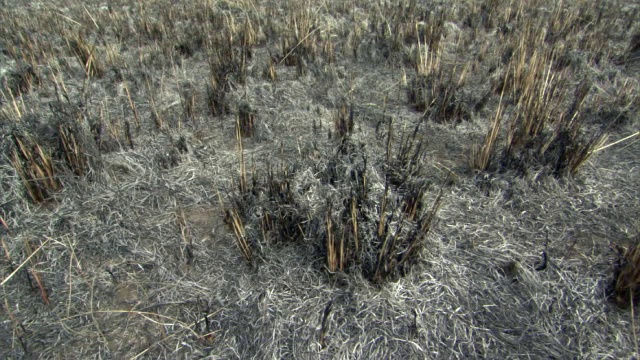 乌干达大草原大火后的烧焦和烧毁视频素材