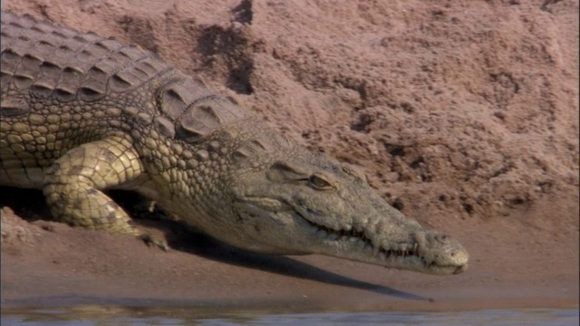 尼罗河鳄鱼(crocodile niloticus)进入赞比亚卢安瓜河视频下载