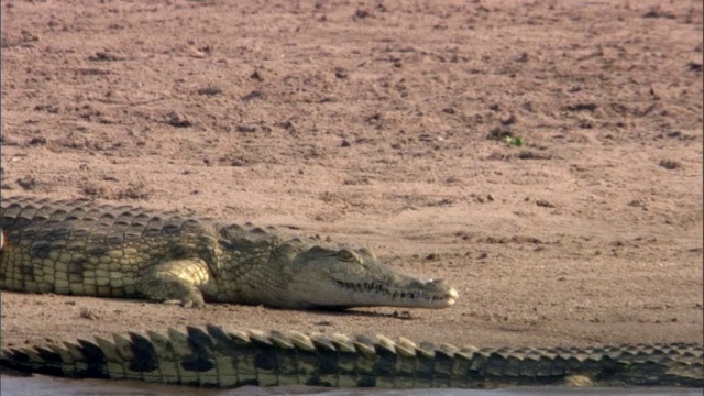 赞比亚卢安瓜河岸上的尼罗河鳄鱼视频下载